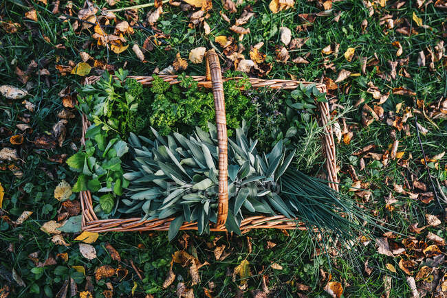 Vista aérea de una cesta llena de hierbas frescas - foto de stock