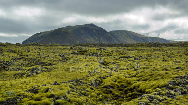 Поле Эльдраун Лава близ деревни Киркджубаэджарклаустур, Южная Исландия. — стоковое фото