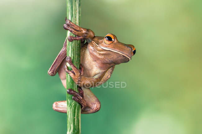White-lipped tree frog on a plant stem, Indonesia — Stock Photo