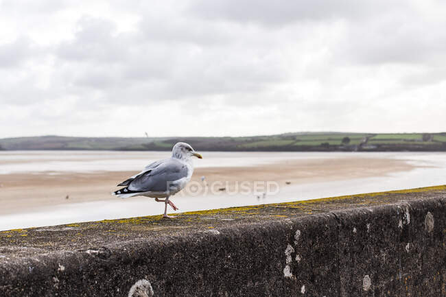 Möwe auf einer Meeresmauer Cornwall, Großbritannien — Stockfoto