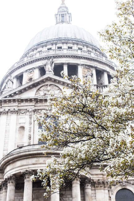 Flor de cerezo en un árbol frente a la Catedral de St Pauls, Londres, Reino Unido - foto de stock