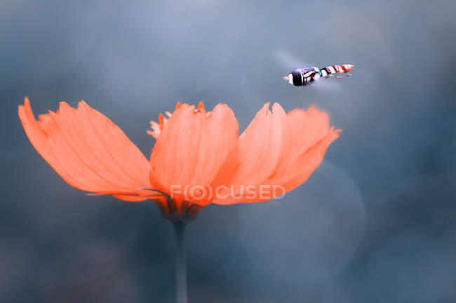 Primo piano di una vespa che si libra da un fiore, Indonesia — Foto stock