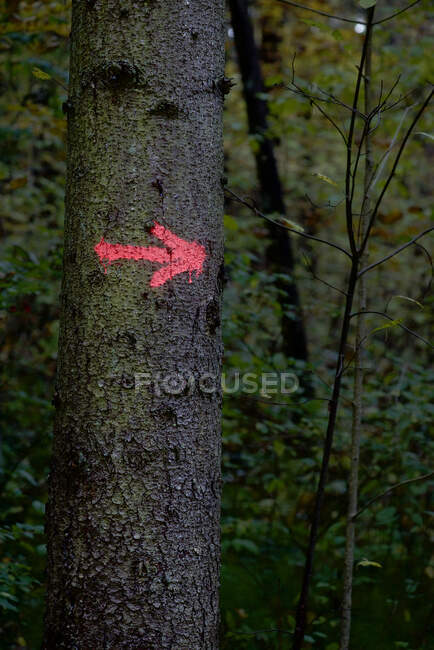 Seta vermelha pintada em um tronco de árvore na floresta — Fotografia de Stock