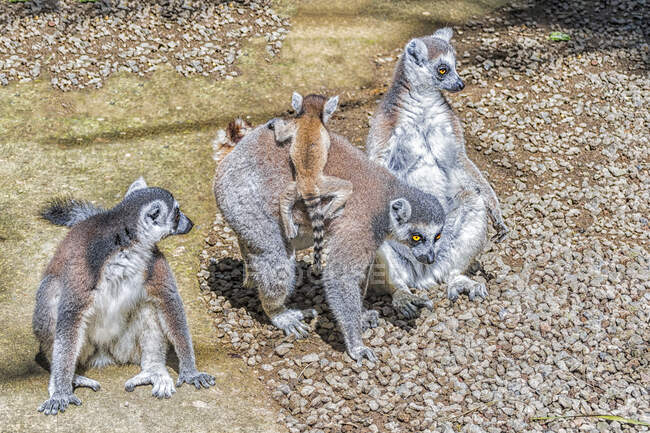 Familie der RingschwanzLemuren (Lemur catta), Indonesien — Stockfoto