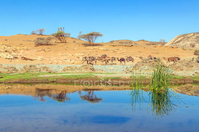 Camelos no deserto perto de um buraco de água, Arábia Saudita — Fotografia de Stock