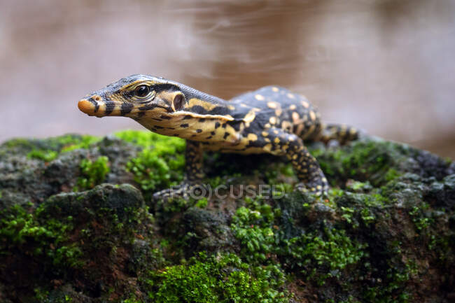 Asian water monitor standing on a riverbank, Indonesia — Stock Photo