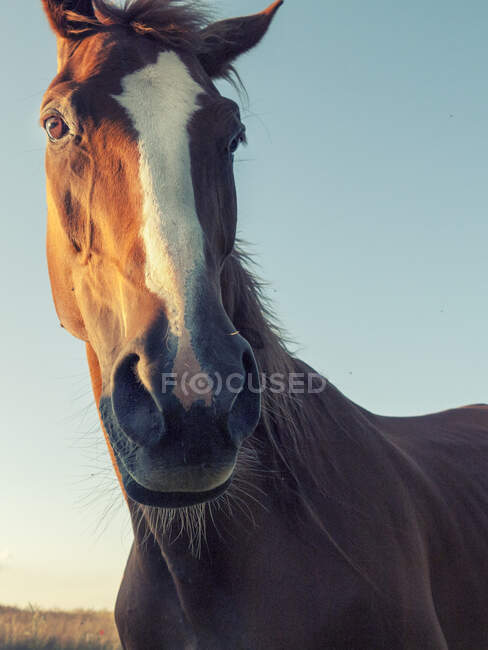 Крупный план портрета лошади, стоящей в поле на закате, Польша — стоковое фото