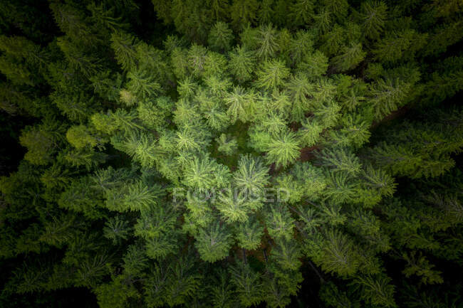 Vue aérienne d'une forêt alpine près de Gastein, Salzbourg, Autriche — Photo de stock