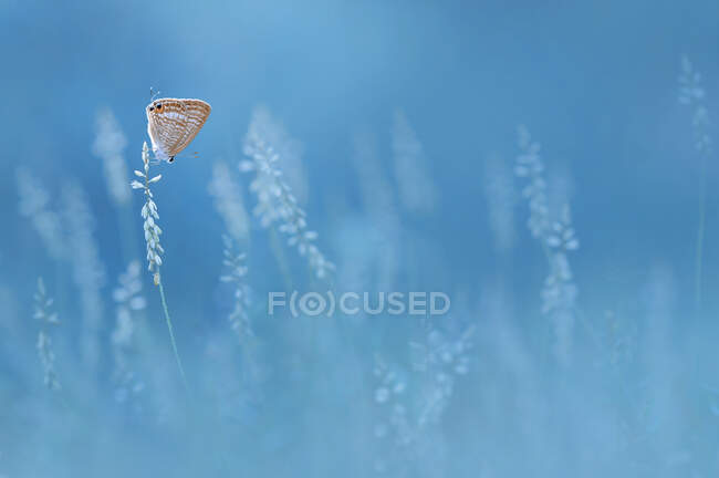 Primer plano de una mariposa sobre una flor que crece en un campo, Indonesia - foto de stock