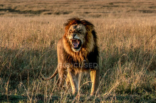 Retrato de um leão rugindo, Masai Mara, Quênia — Fotografia de Stock