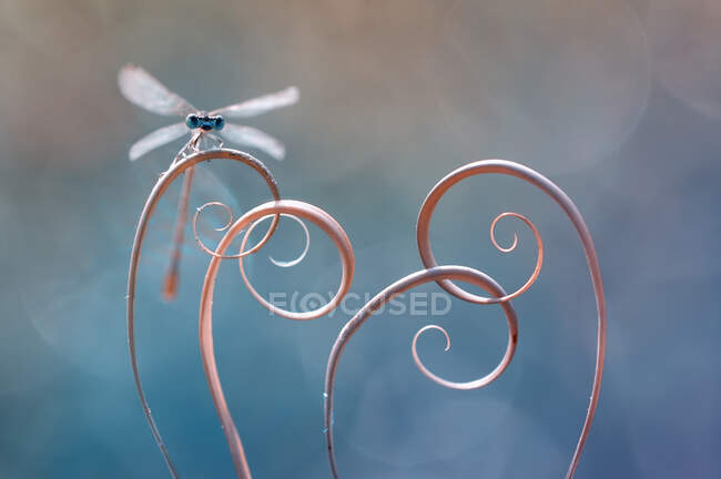 Primer plano de una mosca damisela en un tendón espiral, Indonesia - foto de stock