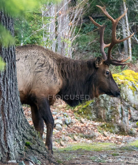 Close-up of a Roosevelt Elk in a forest, Canada — Stock Photo
