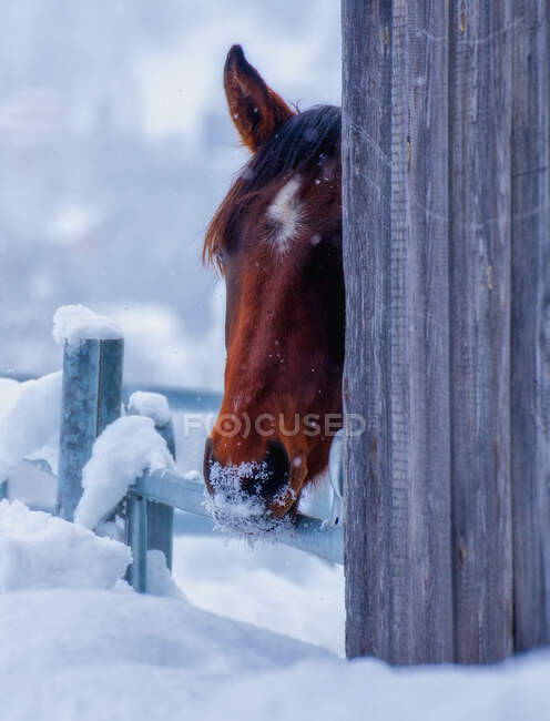 Portrait of a horse peeking out from behind a building in the winter snow, Switzerland — Stock Photo