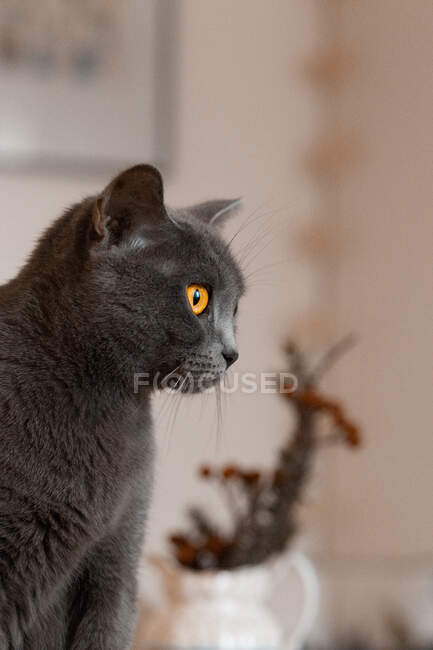 Primo piano di un gatto grigio seduto in salotto — Foto stock