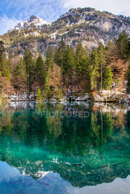 Reflexiones sobre montañas y bosques en Blausee lake, Kander Valley, Bernese Oberland, Suiza - foto de stock