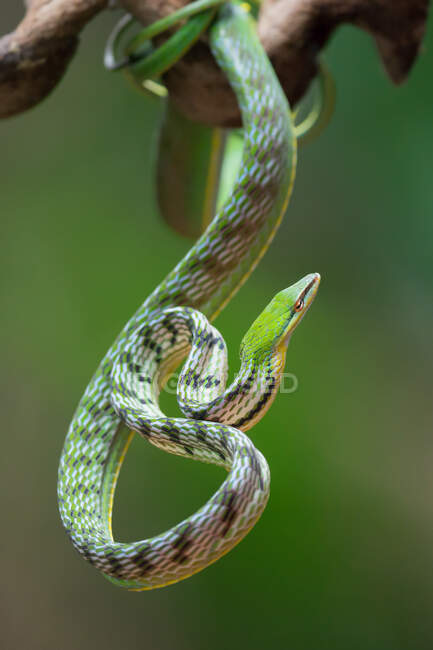 Primer plano de una serpiente de vid asiática en una rama, Indonesia - foto de stock