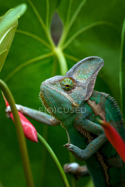 Close-Up de um camaleão velado empoleirado em uma flor, Indonésia — Fotografia de Stock