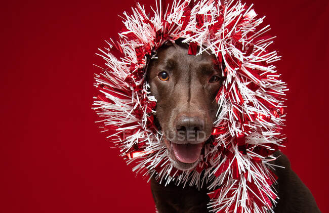 Chocolate labrador dog wrapped in tinsel — Stock Photo