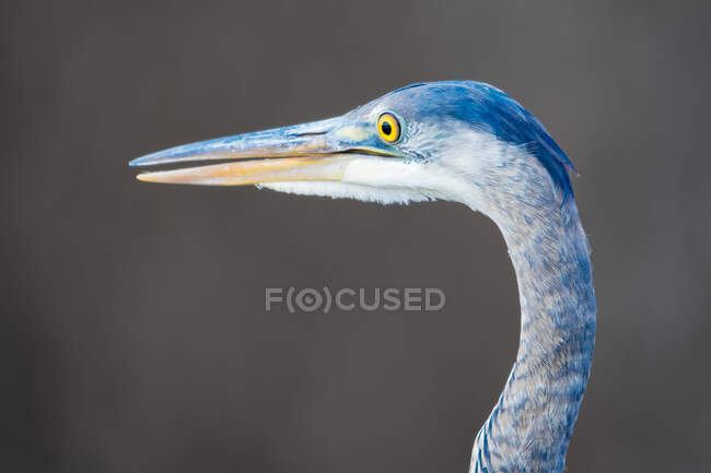 Close-up portrait of a blue heron, Canada — Stock Photo