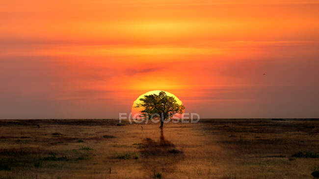 Arbre solitaire dans le désert rétroéclairé par le coucher du soleil — Photo de stock