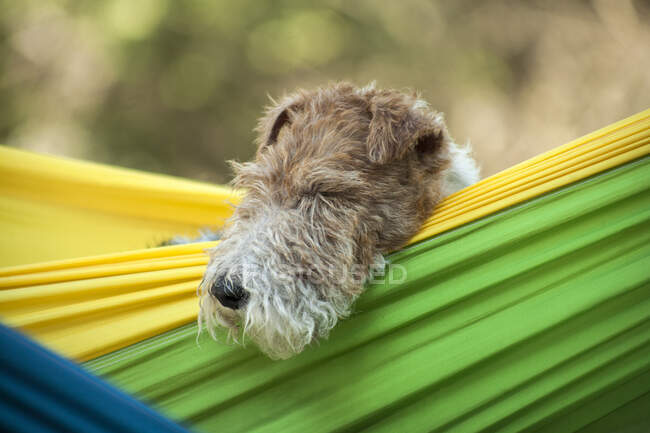 Fox Terrier dog relaxing in a hammock in the garden — Stock Photo