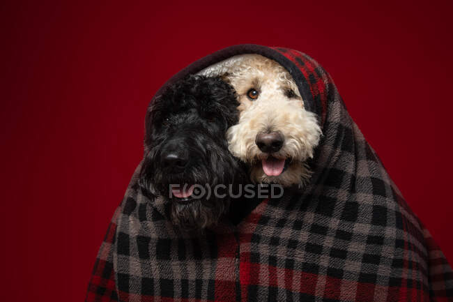 A Black and a white labradoodle wrapped in a blanket together — Stock Photo