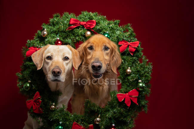 Golden retriever and labrador dogs with a wreath around their necks — Stock Photo