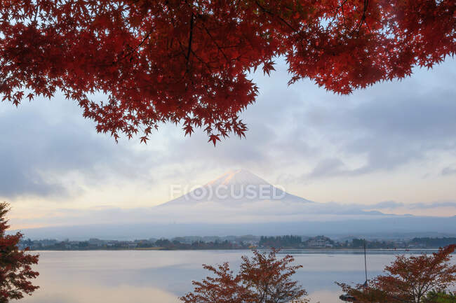 Кленовые деревья напротив горы Фудзи, Яманаси, Хонсю, Япония — стоковое фото