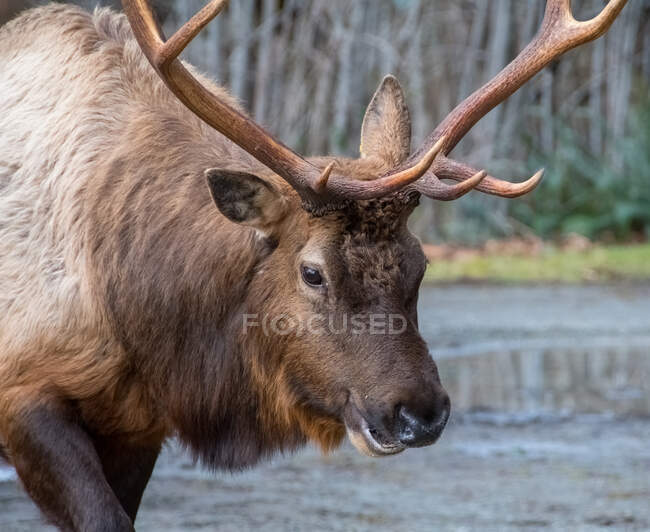 Close-up de um Elk Roosevelt em uma floresta, Canadá — Fotografia de Stock