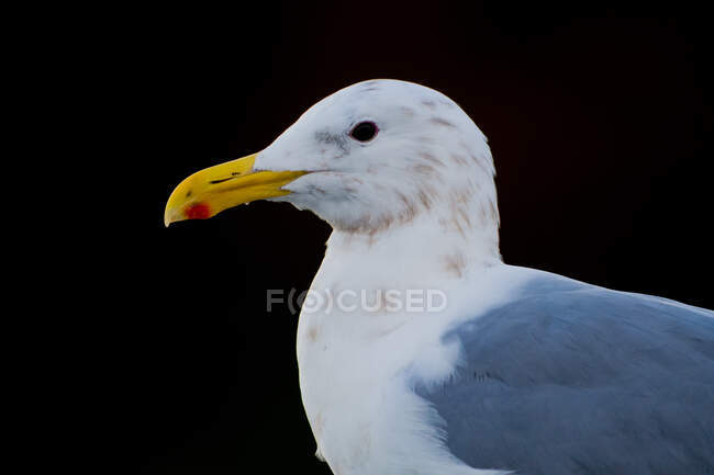 Close-up of a Glaucous-winged Gull, Canada — Stock Photo