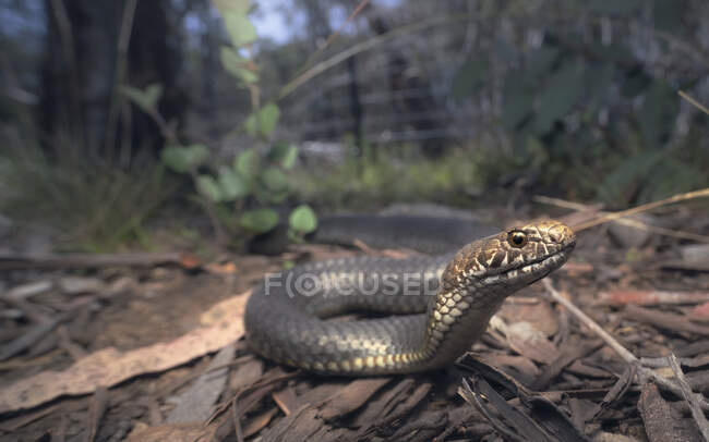 Primer plano de una serpiente cabeza de cobre de las Tierras Altas (Austrelaps ramsayi) en el hábitat forestal, Australia - foto de stock