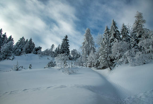 Мальовничий пейзаж зимових лісів (Швейцарія). — стокове фото