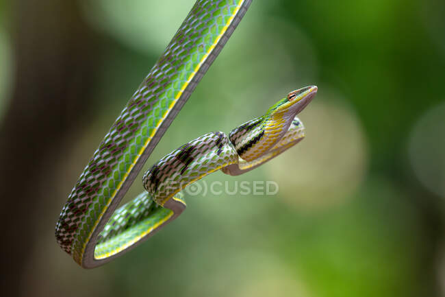 Gros plan d'un serpent de vigne asiatique sur une branche, Indonésie — Photo de stock
