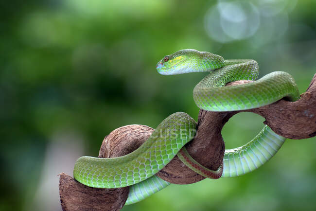 White-lipped island pit viper coiled around a tree branch, Indonesia — Stock Photo