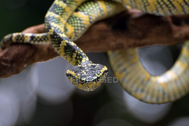 Wagler's pit viper on a tree branch, Indonesia — Stock Photo