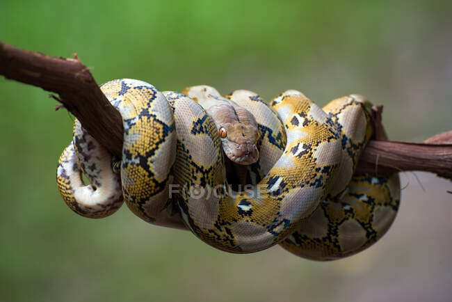 Reticulated python coiled around a tree branch, Indonesia — Stock Photo