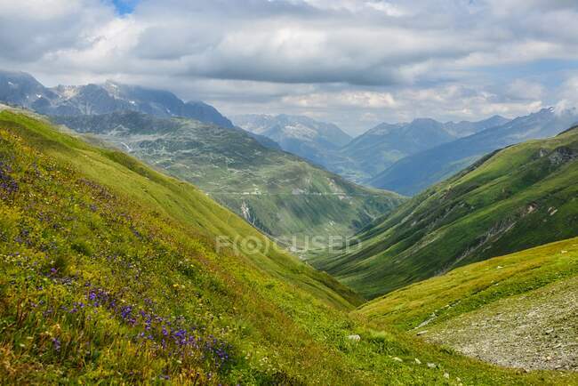 Fleurs sauvages poussant dans un paysage montagneux au printemps, Suisse — Photo de stock