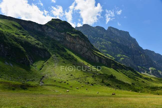 Коровы, пасущиеся на альпийском ландшафте, Гора Титлис, Швейцария — стоковое фото