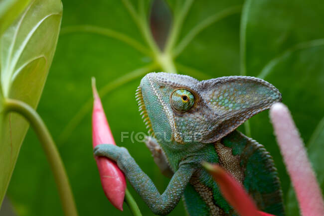 Close-Up de um camaleão velado empoleirado em uma flor, Indonésia — Fotografia de Stock