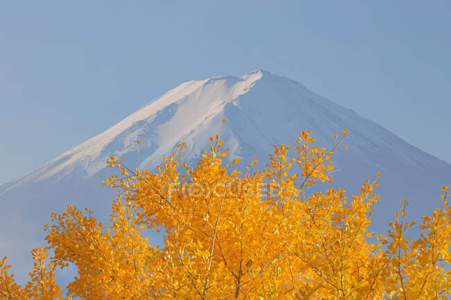 Árvore de bordo em frente ao Monte Fuji, Yamanashi, Honshu, Japão — Fotografia de Stock