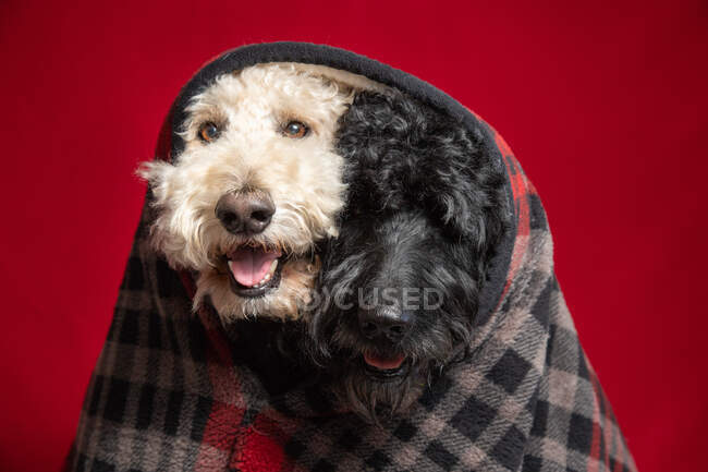 A Black and a white labradoodle wrapped in a blanket together — Stock Photo