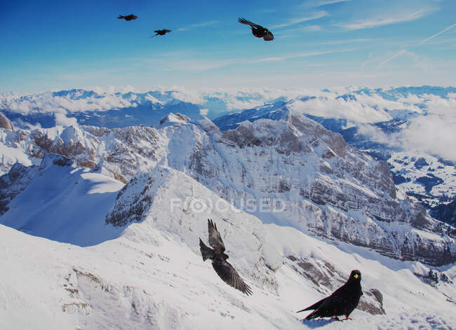 Cinco pájaros sobrevolando montañas nevadas, Mt Saentis, Suiza - foto de stock