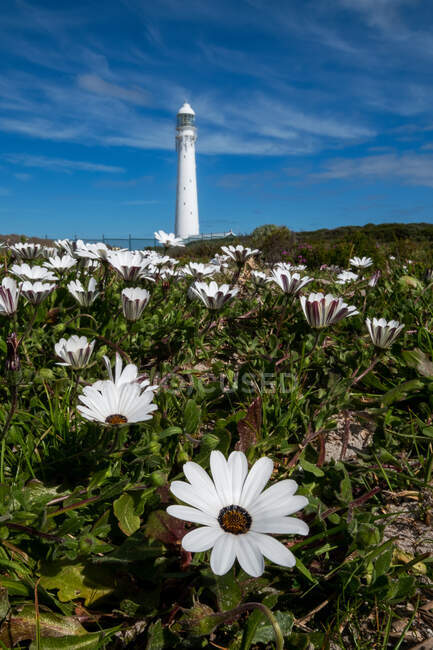 Gramado com flores brancas florescendo na frente do farol Slangkop, Kommetjie, Western Cape, África do Sul — Fotografia de Stock