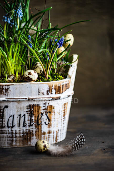Easter floral decoration with grape hyacinth flowers, quail eggs and feathers — Stock Photo