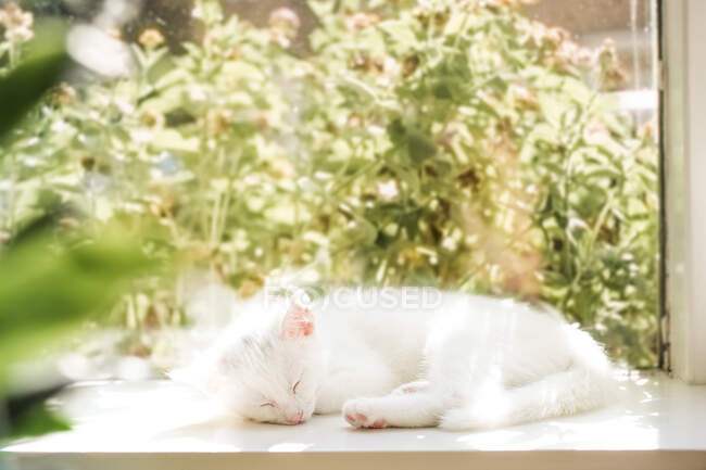 Gato blanco acostado en un alféizar de la ventana durmiendo bajo la luz del sol - foto de stock