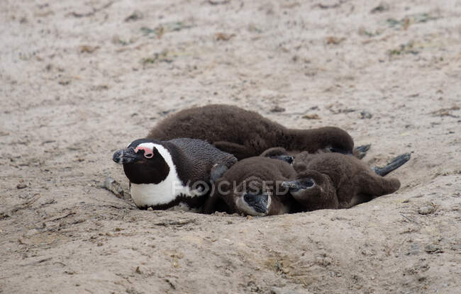 A female African Penguin and three chicks sitting on beach, Cape Town, Western Cape, South Africa — Stock Photo