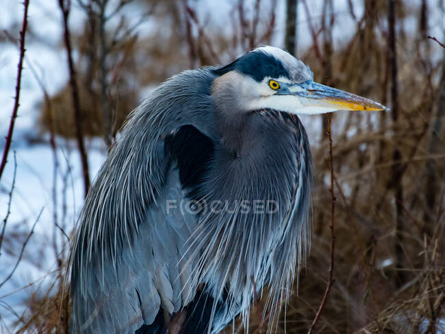 Close-Up of a Great Blue Heron on blurred natural background, Canada — Stock Photo