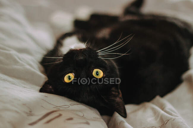 Primo piano di gatto nero sdraiato sul retro sul letto — Foto stock