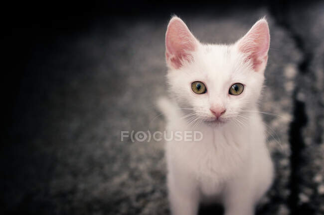 Cute little white cat white cat sitting on pavement — Stock Photo