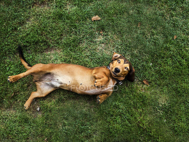 Над головою висить собака, що кружляє на траві, на землі. — стокове фото